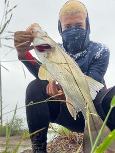 Common Snook
