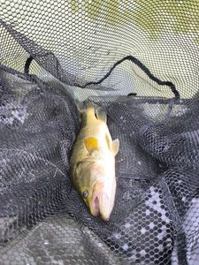 Largemouth Bass
