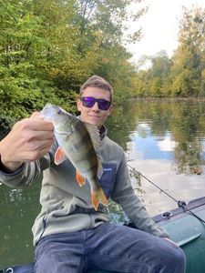 European Perch