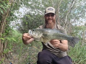 Largemouth Bass