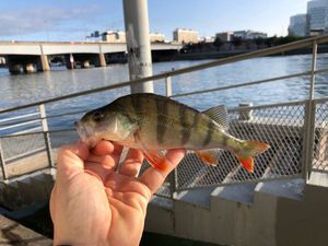 European Perch