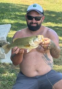 Largemouth Bass