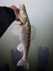 Zander