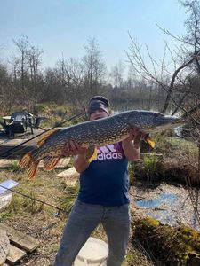 Northern Pike