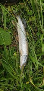 Northern Pike