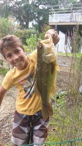 Largemouth Bass