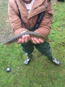 Northern Pike