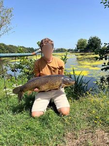 Common Carp
