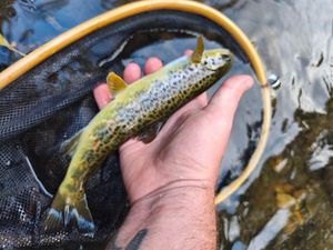 Brown Trout