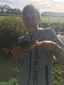 European Perch