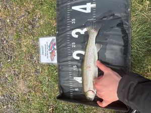 Rainbow Trout
