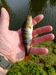 European Perch