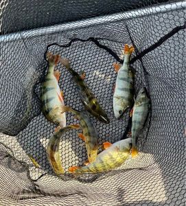 European Perch