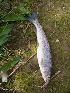 Rainbow Trout