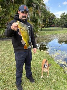 Peacock Bass ( Monoculus)