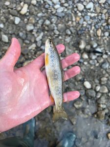 Brown Trout