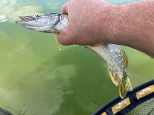 Northern Pike