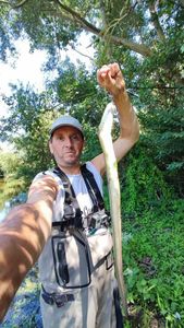 European Eel (Common Eel)