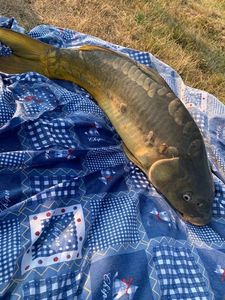 Leather Carp