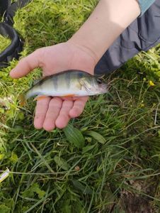 European Perch