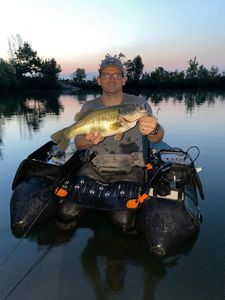 Largemouth Bass