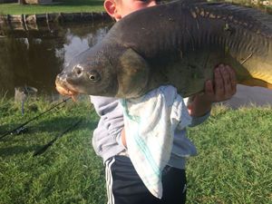 Mirror Carp