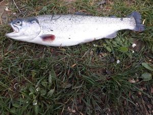 Rainbow Trout