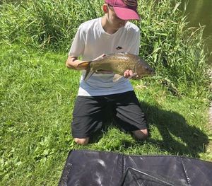Common Carp