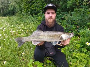 Zander