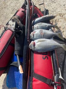 Gilthead Seabream