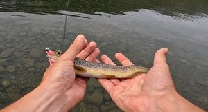 Brown Trout