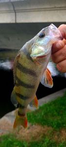 European Perch