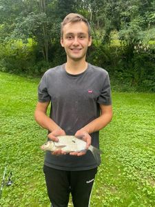 Common Bream