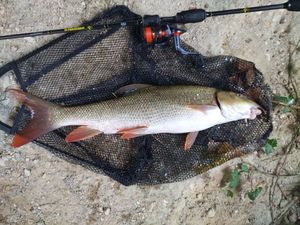 Barbel