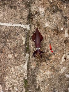 European Squid