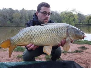 Common Carp