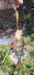 European Perch