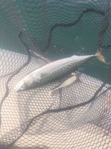 Mackerel
