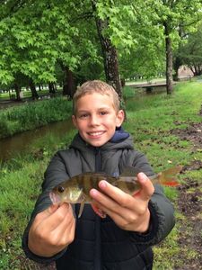 European Perch