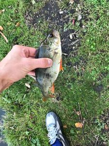 European Perch