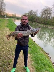 Northern Pike