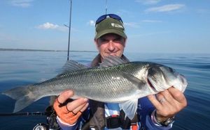 European Bass (Seabass)