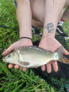 Mirror Carp