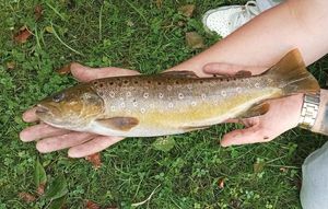 Brown Trout