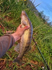Zander