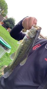 Largemouth Bass