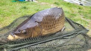 Common Carp