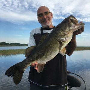 Largemouth Bass