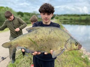 Common Bream