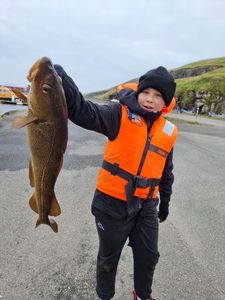 Atlantic Cod (Baltic)